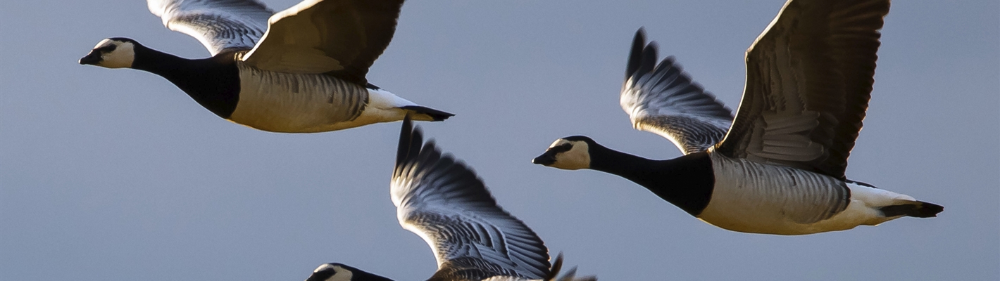 Five facts about geese in Scotland