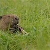A Beaver brief - nature&#39;s ecosystem engineers