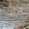 Saving Scotland&#39;s Species - Beavers