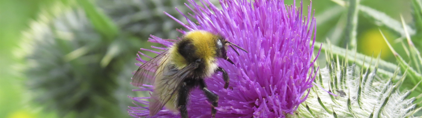 A bee crawling over the head of a thistle.