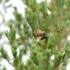 Five facts you should know about the Scottish crossbill