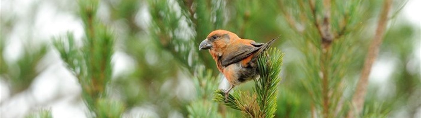 Five facts you should know about the Scottish crossbill