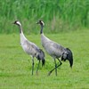 Another cracking year for cranes