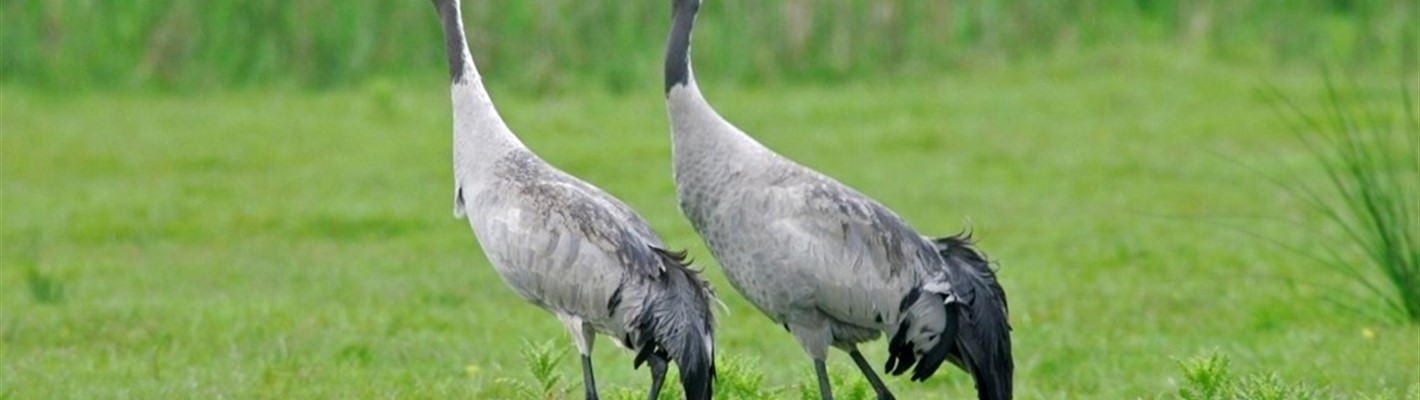 Another cracking year for cranes