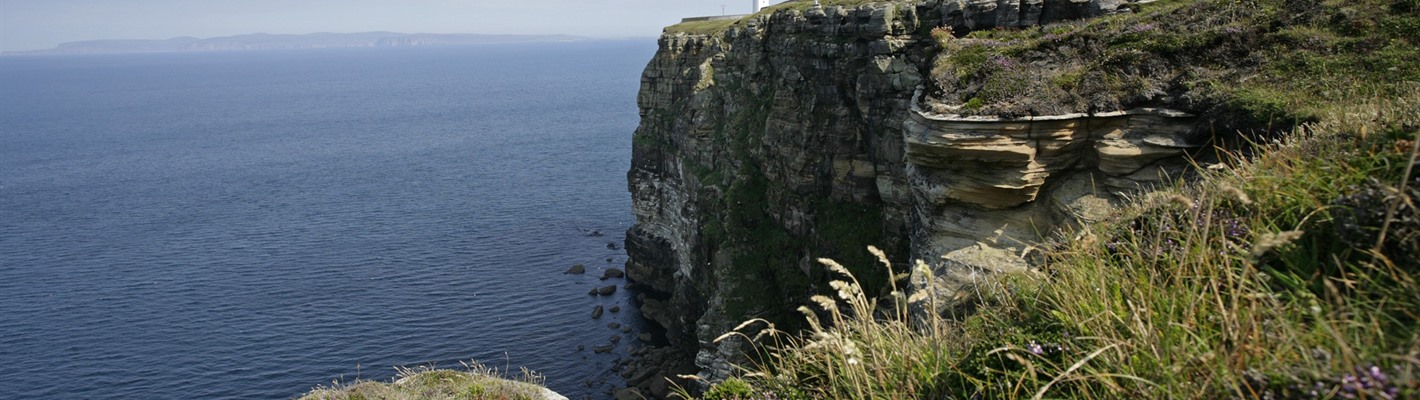 Seabirds soar back to Scottish cliffs