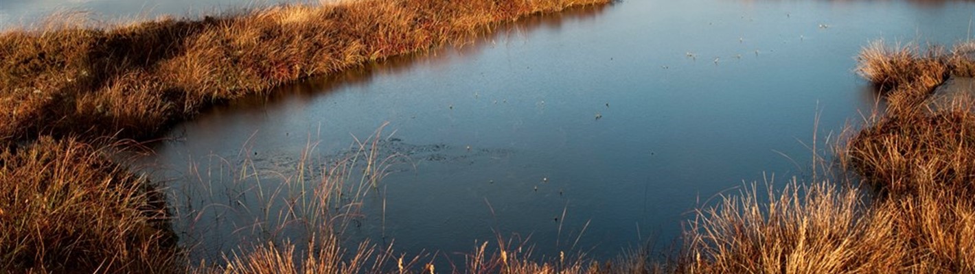 Five facts about peatlands
