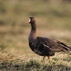 Greenland white-fronted geese are on the go…