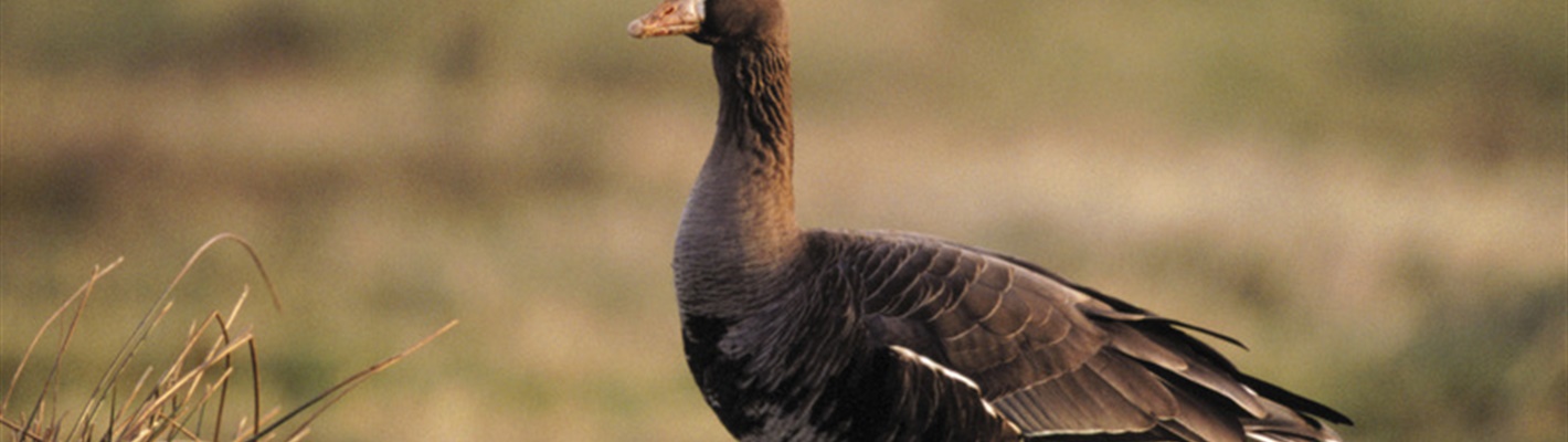 Greenland white-fronted geese are on the go…