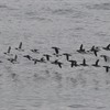 Orkney Nature Festival 2019