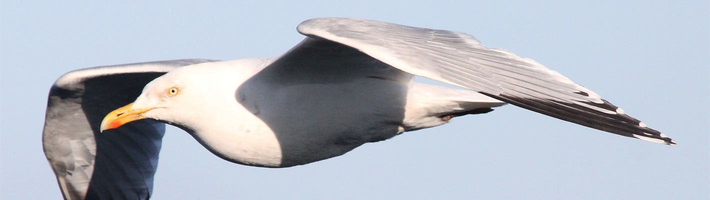 Five reasons I love herring gulls