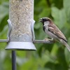 Volunteers&#39; Week: The Glasgow house sparrow project