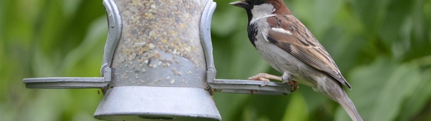 Volunteers&#39; Week: The Glasgow house sparrow project