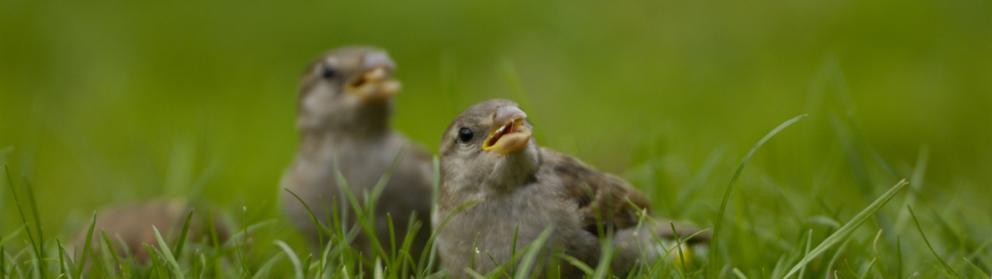 Two young House Sparrows are sitting in a patch of grass.