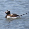 Five facts about long-tailed ducks