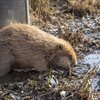 A Beaver coming out of a large metal box into water.