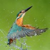 Five facts about kingfishers