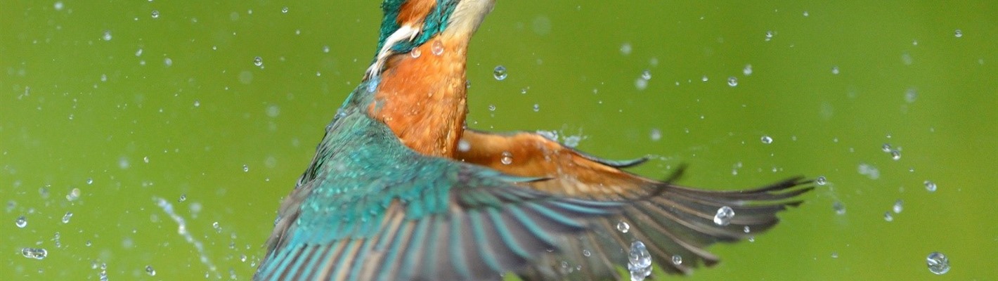 Five facts about kingfishers