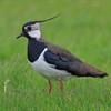 Lapwing: A wader with style