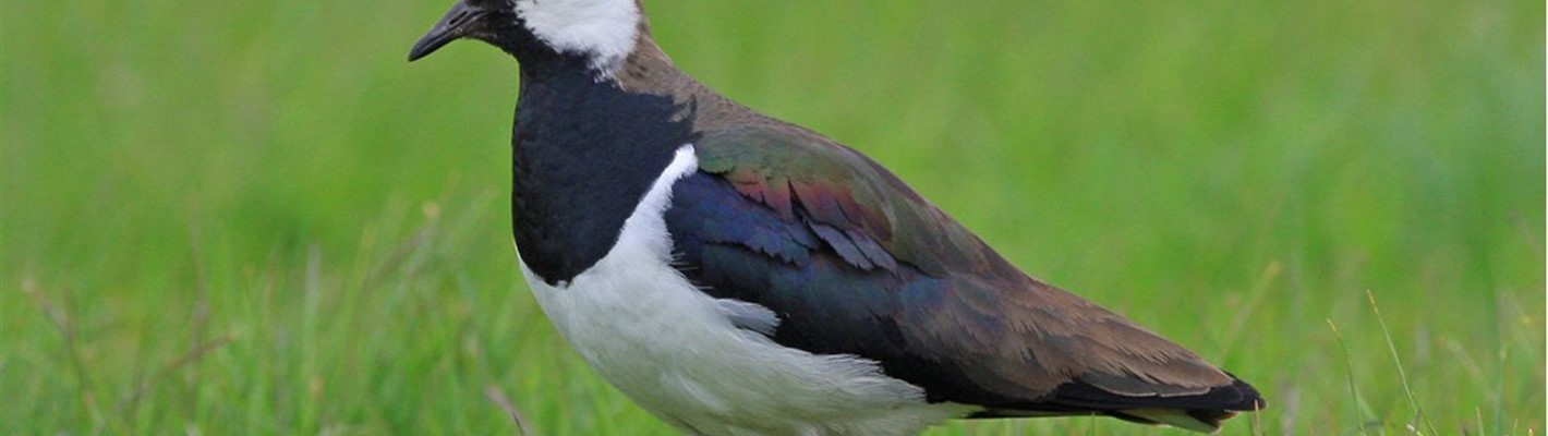 Lapwing: A wader with style
