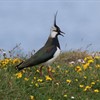 Five things to celebrate about Scotland’s nature