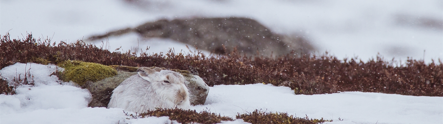 Saving Scotland&#39;s Species - Mountain Hares