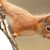 A Red Squirrel is clinging onto the side of a tree. There is a text box which reads, "Nature of Scotland Awards 2024 - Open for entries"