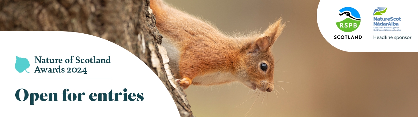 A Red Squirrel is clinging onto the side of a tree. There is a text box which reads, "Nature of Scotland Awards 2024 - Open for entries"