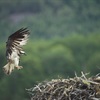 How much of Scotland is protected for nature?