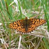 Counting pearl-bordered fritillary at Crannach