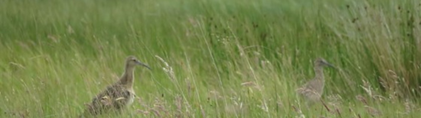 Saving Scotland&#39;s Species - Curlews