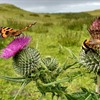 Saving Scotland&#39;s Species - Great Yellow Bumblebees