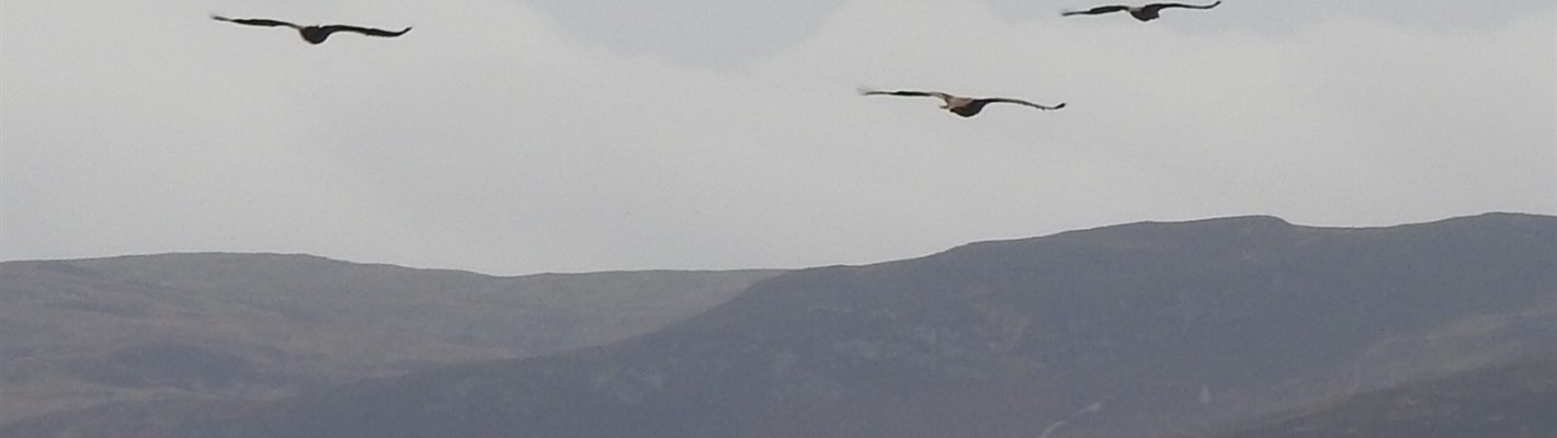 Living on a wild isle - eagles and geese on Islay