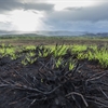 Regrowth following a wildfire.