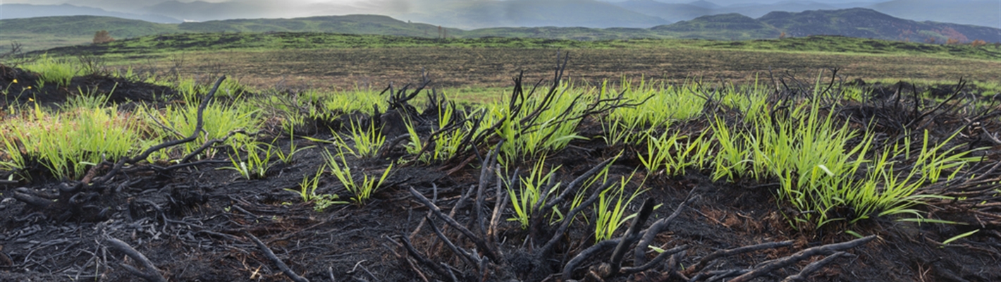 Regrowth following a wildfire.