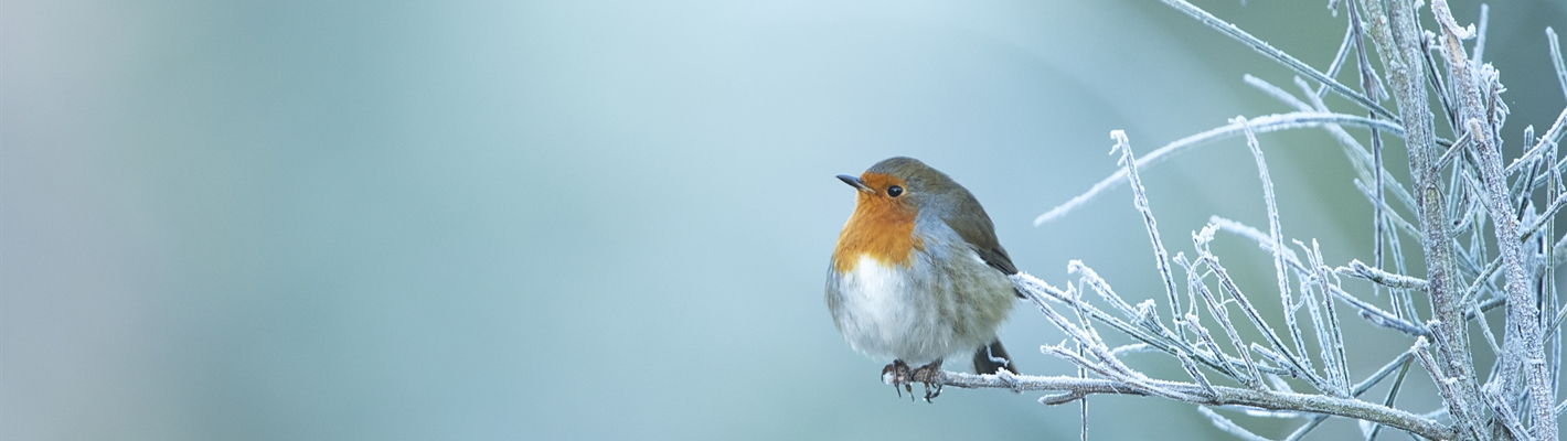 Brighten up your winter birding