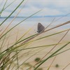 Species on the Edge – A new partnership project for coastal wildlife