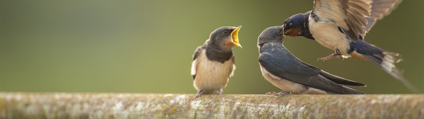 Two Swallow chicks on a branch are being fed by their parent.