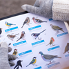 Big Garden Birdwatch 2023 results - twelve years on top for House Sparrows
