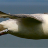 A Fulmar in flight. Is is a stocky, gull-like seabird with a white body, grey back and wings, and yellow and grey beak.