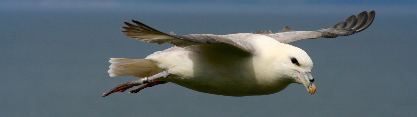 A Fulmar in flight. Is is a stocky, gull-like seabird with a white body, grey back and wings, and yellow and grey beak.