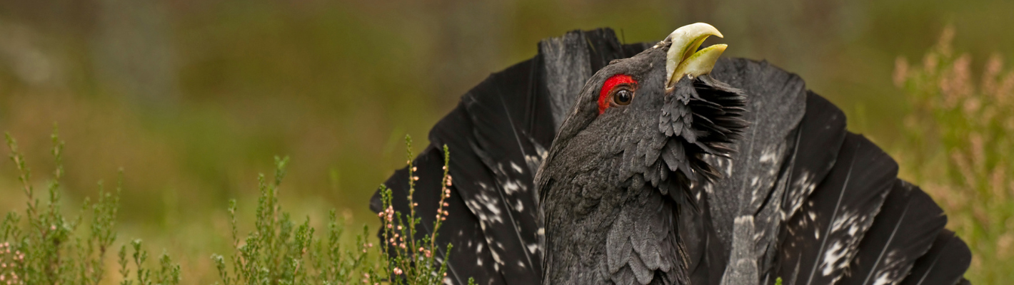 A close up of a male Capercaillie in amongst heather and blaeberry. It is a large, black grouse with a red mark over its eye and a yellow beak.