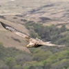 A White-tailed Eagle in flight.