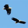 Mull Eagle Watch: The Trials of Life