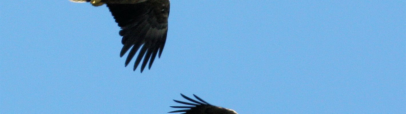 Mull Eagle Watch: The Trials of Life
