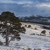 Winterwatch comes to the Cairngorms National Park