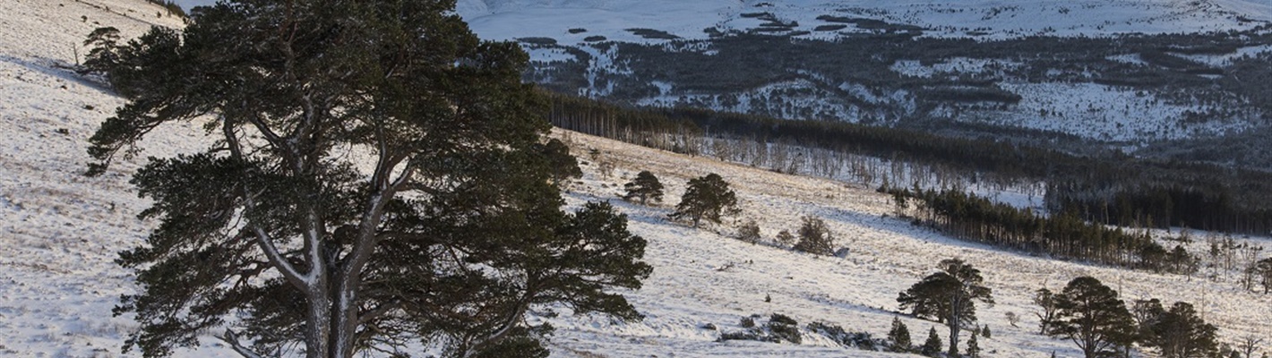 Winterwatch comes to the Cairngorms National Park