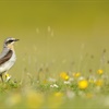 5 facts about wheatears