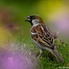 Scotland goes ‘long-tailed tits up’ for Big Garden Birdwatch