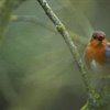 Relaxing with the dawn chorus