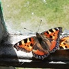 Five facts about small tortoiseshell butterflies